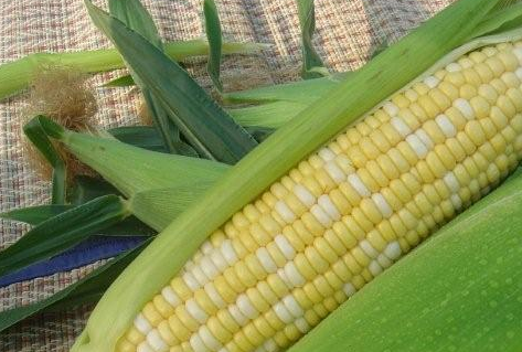 玉米市场仍处于“多事之秋”