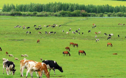 乡镇畜牧业发展面临的困难及解决措施