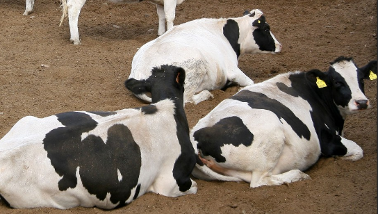畜牧养殖过程中出现的环保问题及应对措施