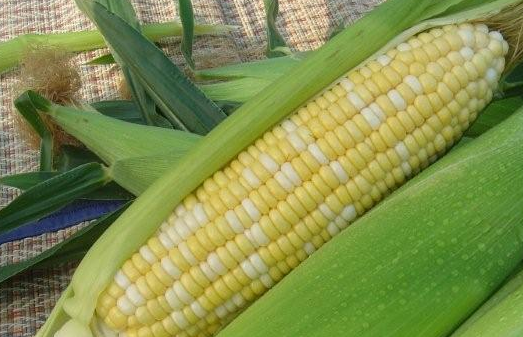 玉米栽培技术分析