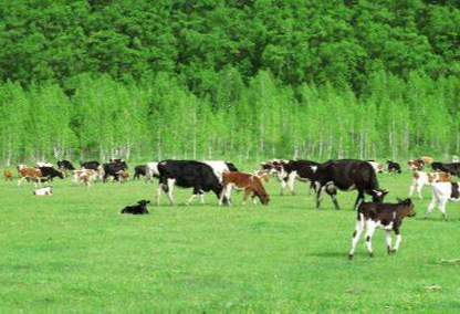 绿色畜牧养殖技术推广应用